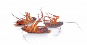 شركه مكافحه الصراصير بالظهران