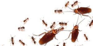 شركه مكافحه الصراصير بالقطيف