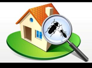 شركه مكافحه الصراصير بالخبر