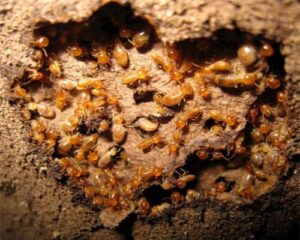 شركه مكافحه النمل الابيض بالظهران